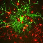 Knowing Neurons