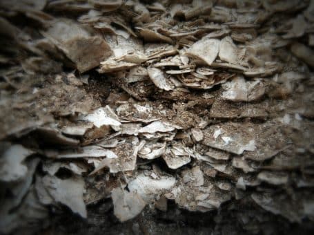 Bones, Stones, and Books