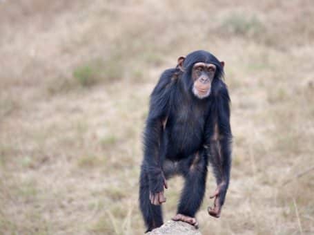 Bones, Stones, and Monkeys