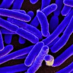 Mind Body Microbiome