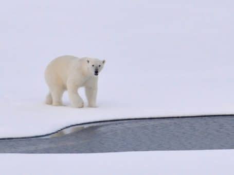 Polar Bear Questions