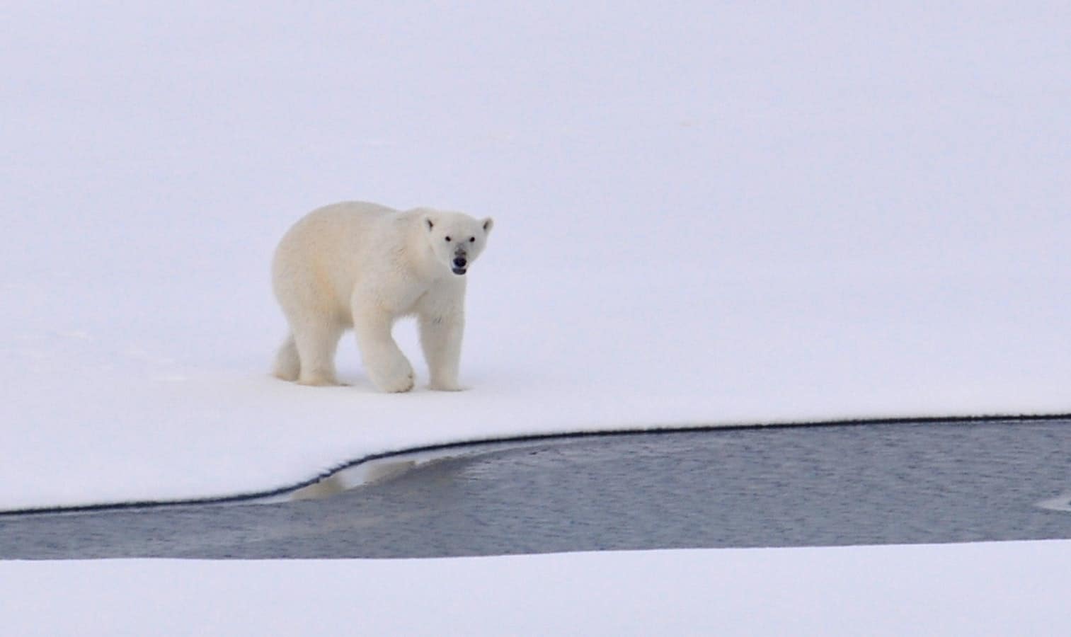 Polar Bear Questions